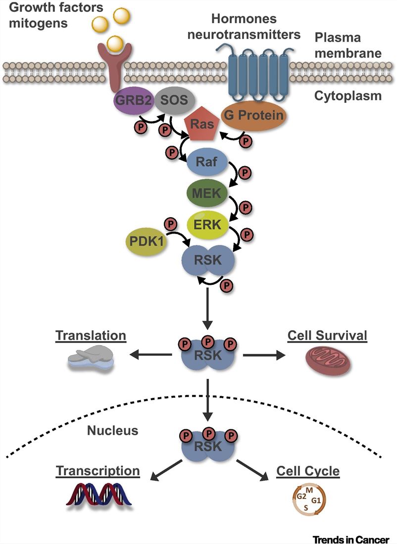 Selective targeting of RSK isoforms in cancer